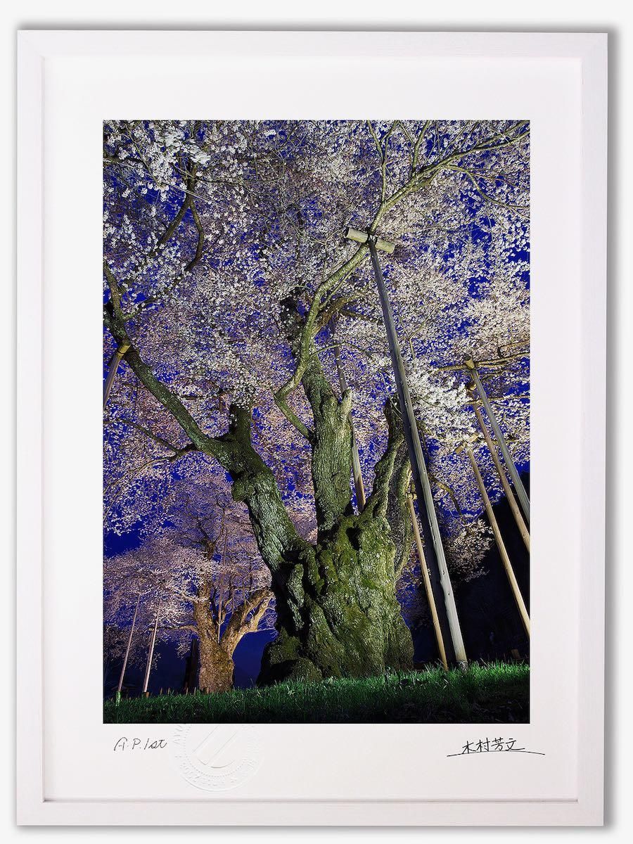 《アートフォトフレーム》ライトアップされた荘川桜4/岐阜県御母衣湖畔〔白山・木村芳文〕