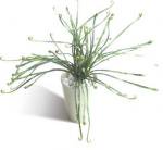 ¤֡ӡF-style Vase Festina Grass(ե ١ եƥ 饹)