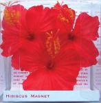 ԥޥͥåȡHibiscus Magnet Red(ϥӥ ޥͥå å)