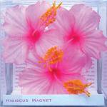 《マグネット》Hibiscus Magnet Pink(ハイビスカス マグネット ピンク)