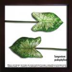 ԥ꡼եѥͥF-style Frame Syngonium podophyllum(ե ե졼 󥴥˥ ݥɥե)