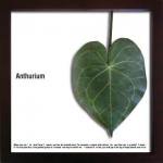 ԥ꡼եѥͥF-style Frame Anthurium leaf(ե ե졼 󥹥ꥦ ꡼)
