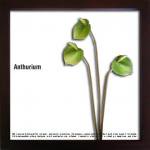 ԥ꡼եѥͥF-style Frame Anthurium/Green I(ե ե졼 󥹥ꥦ)