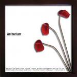ԥ꡼եѥͥF-style Frame Anthurium/Red I(ե ե졼 󥹥ꥦ)