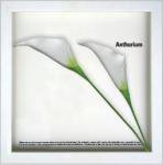 ԥ꡼եѥͥF-style Frame Anthurium/White II(ե ե졼 󥹥ꥦ)