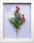 ԥϡ֥ե졼Herbe frame Ster Flower/Pink