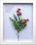 ԥϡ֥ե졼Herbe frame Ster Flower/Red