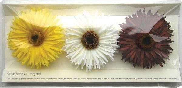 《マグネット》Gerbera Magnet Yellow,Cream,BurgundGreen