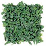 ԥե꡼Display green oregano&parsley fern mat