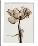 ԥȥեȡSteven N.Meyers Parrot Tulips I