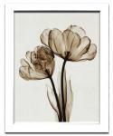 ԥȥեȡSteven N.Meyers Parrot Tulips II