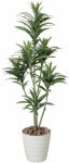 《光触媒観葉植物》ドラセナ1.25〔フロアタイプ(ミドルサイズ)〕