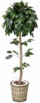 《光触媒観葉植物》ベンジャミントピアリー1.2〔フロアタイプ(ミドルサイズ)〕