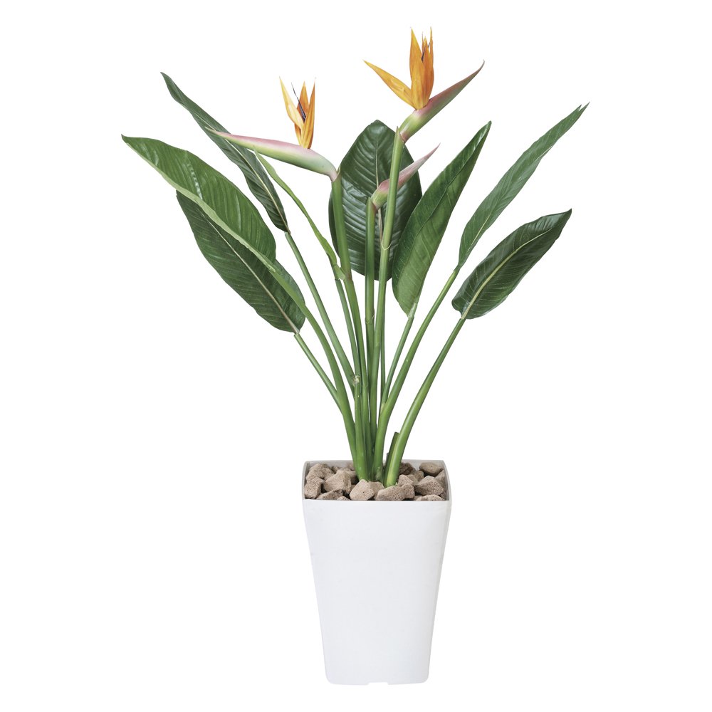 光触媒観葉植物》ストレチア花付きＳ1.0〔フロアタイプ(ミドルサイズ