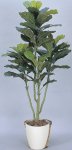 《光触媒観葉植物》カシワゴム1.3〔フロアタイプ(ミドルサイズ)〕