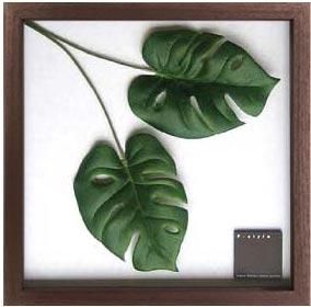 リーフパネル》F-style Frame Monstera deliciosa II(モンステラ