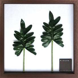 《リーフパネル》F-style Frame Philodendron cv. kookaburra(フィロデンドロン クッカバラ)