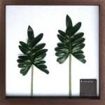 ¡Ô¥ê¡¼¥Õ¥Ñ¥Í¥ë¡ÕF-style Frame Philodendron cv. kookaburra(¥Õ¥£¥í¥Ç¥ó¥É¥í¥ó ¥¯¥Ã¥«¥Ð¥é)