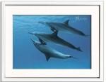 ԥȥե졼Pascal Kobeh Three stenella Dolphin,Red Sea()