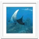 ԥȥե졼Pascal Kobeh Manta ray,Socorro Islands( ޥ 쥤 )