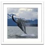 ԥȥե졼Francols Sarano Humpback whale breaching( ȥΥ֥꡼)