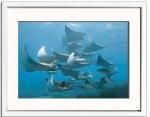 ԥȥե졼Pascal Kobeh Shoal of mobula rays,Galapa.( ȥޥη)