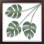 ԥ륨åȥե졼Silhouette Series Monstera  I(륨å ꡼ 󥹥ƥ1)