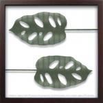 ԥ륨åȥե졼Silhouette Series Monstera  II(륨å ꡼ 󥹥ƥ2)