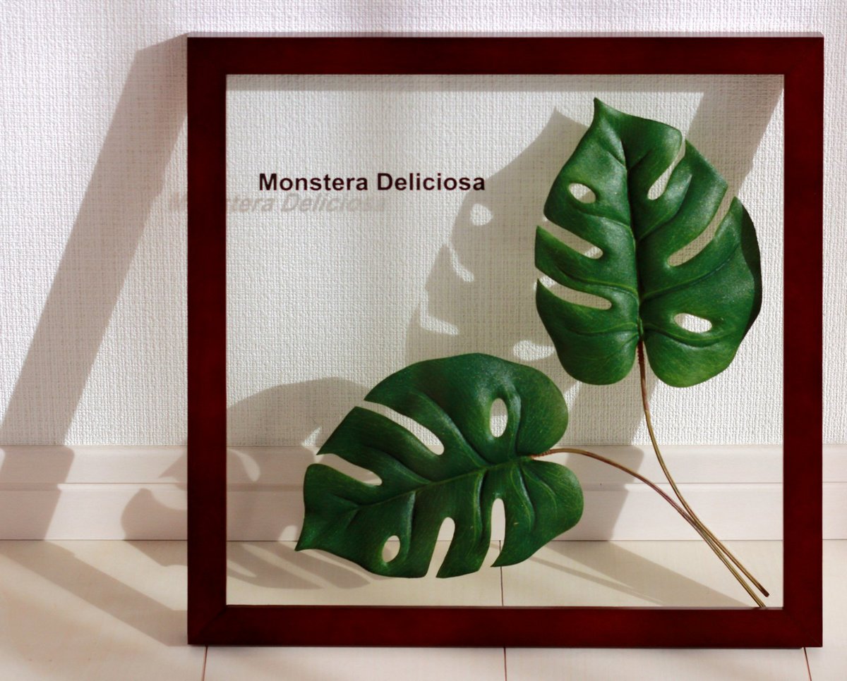 《リーフパネル》Forest Deco Monstera Deliciosa2(モンステラ デリシオサ)