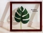 ԥ꡼եѥͥForest Deco Monstera Deliciosa1(󥹥ƥ ǥꥷ)