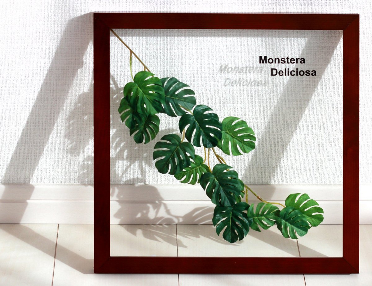 リーフパネル》Forest Deco Monstera Deliciosa3(モンステラ ...