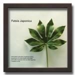 ԥ꡼եѥͥForest Deco Fatsia Japonica(ĥ)