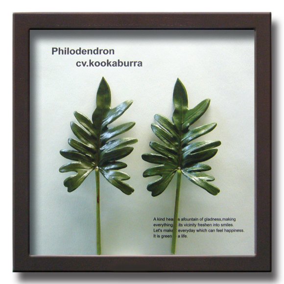 《リーフパネル》Forest Deco Philodendron cv.kookabura(フィロデンドロン クッカバラ)