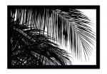 ԳJamie Kingham Palms 3(ѡॹ 3/䥷)