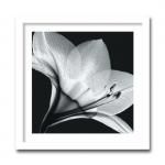 ԥȥ եȥե졼Steven N.Meyers  Amaryllis 1(ޥꥹ)