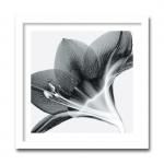 ԥȥ եȥե졼Steven N.Meyers  Amaryllis 2(ޥꥹ)