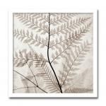 ԥȥ եȥե졼Steven N.Meyers  Ferns II(ե/)