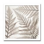ԥȥ եȥե졼Steven N.Meyers  Ferns III (ե/)