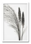 《レントゲン フォトフレーム》Steven N.Meyers  Broom Grass(ブルーム グラス/エニシダ草)