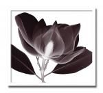 ԥȥ եȥե졼Steven N. Meyers Magnolia(ޥΥꥢ)