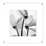 ԥȥ եȥե졼Steven N.Meyers  Cyclamen Study 1( ǥ/Ĵ)