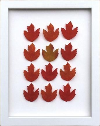 《リーフフレーム》リーフフレーム Maple Leaf メープル リーフ