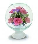 ԥܥȥե203/ɥܡ185/ԥ