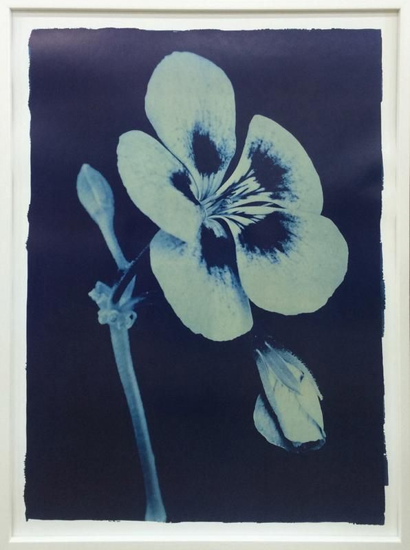 《アートフレーム》Thomas Hager Open Geranium #2,2002 5Lサイズ