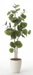 《光触媒観葉植物》シーグレープ1.25〔フロアタイプ(ハイサイズ)〕