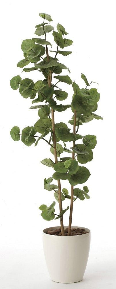 《光触媒観葉植物》シーグレープ1.6〔フロアタイプ(ハイサイズ)〕