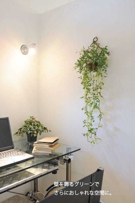 《光触媒観葉植物》エアープランツS〔ミニタイプ〕
