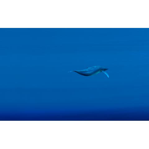 アートグラフ クジラの海 太子サイズ 葉祥明ネットショップ Yoh Shomei Netshop