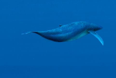 アートグラフ【深き海へ】特大サイズ - 葉祥明美術館公式ネット