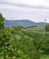 熊本県玉名市にある池田農園のみかん畑の写真